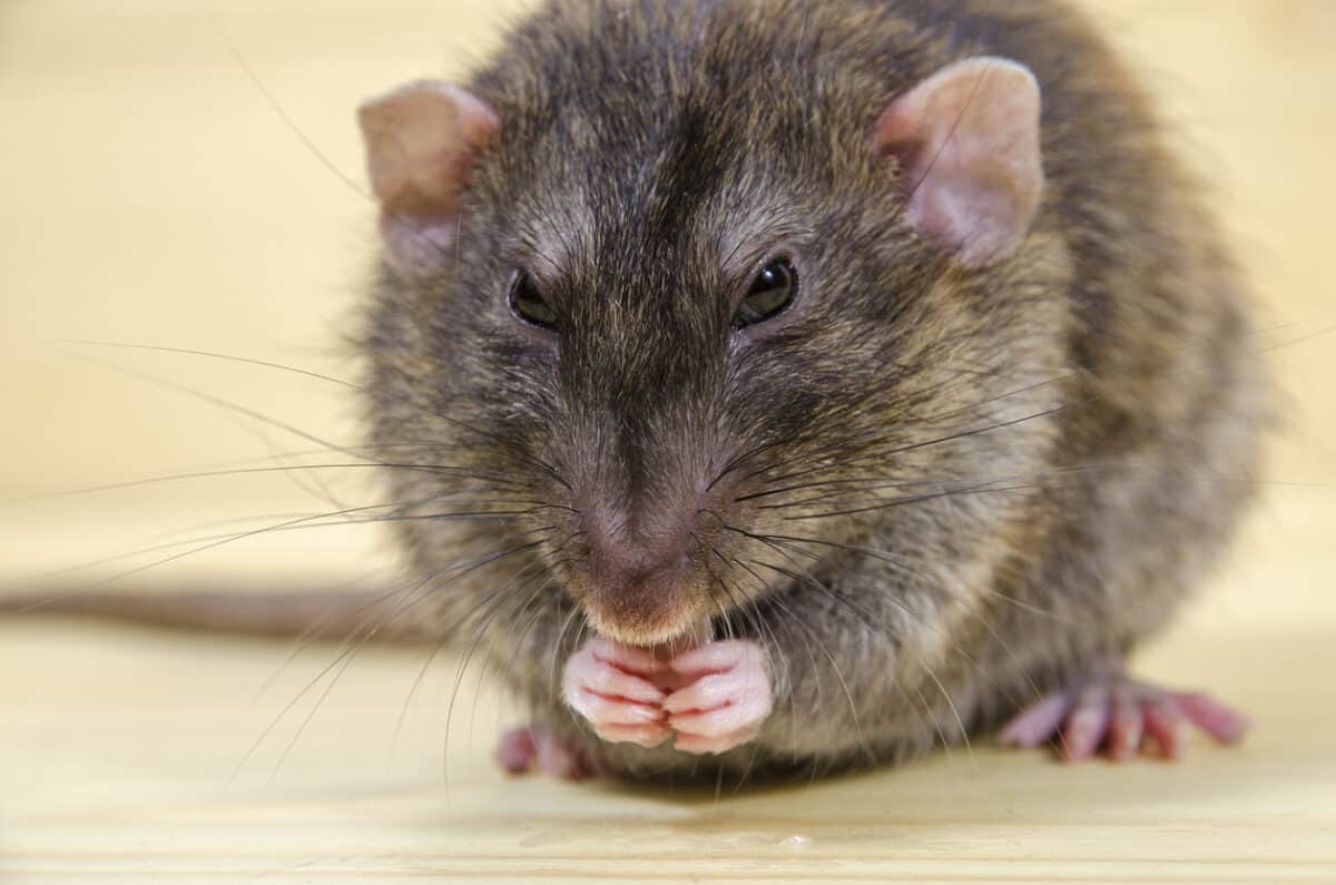 We should give a fat RAT’s clacker about COVID-19 testing