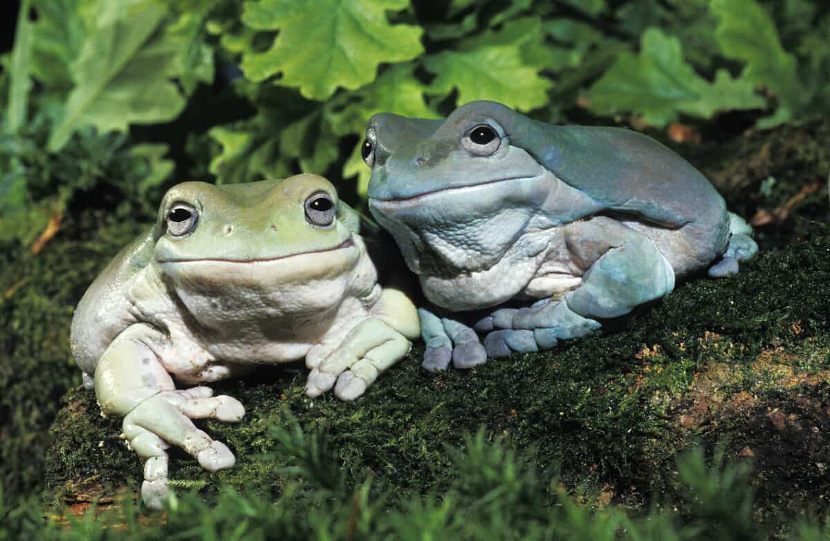 Frogging the National OHS Strategy